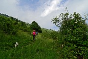 97 Vasto roseto di rosa canina